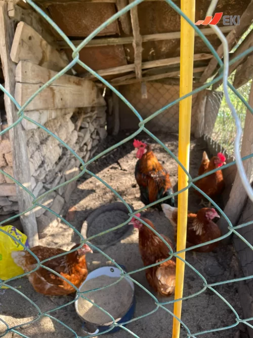 Priče uspješnih EKI klijenata - Dušanka Janjić