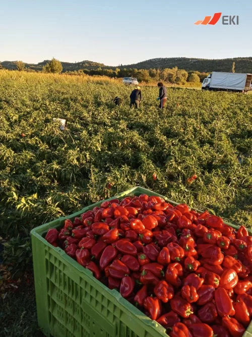 Priče uspješnih EKI klijenata - Ivan Tomić